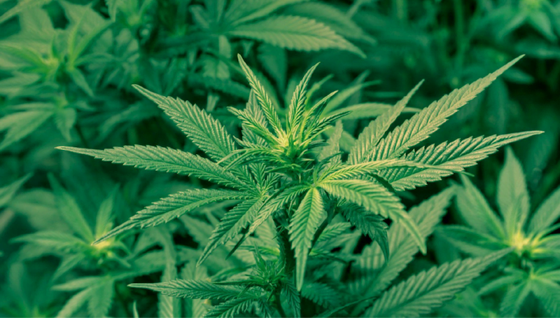 Inner Spirit Holdings Inc. Announces 55 Recreational Cannabis Franchise Agreements